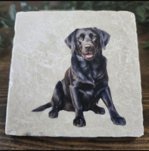 Black labrador drinks - black,